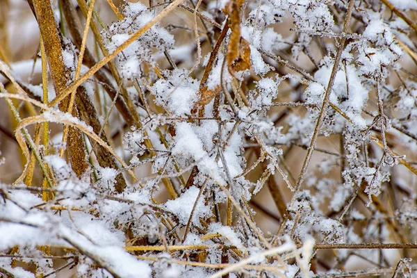 Ледяной луг зимой — стоковое фото