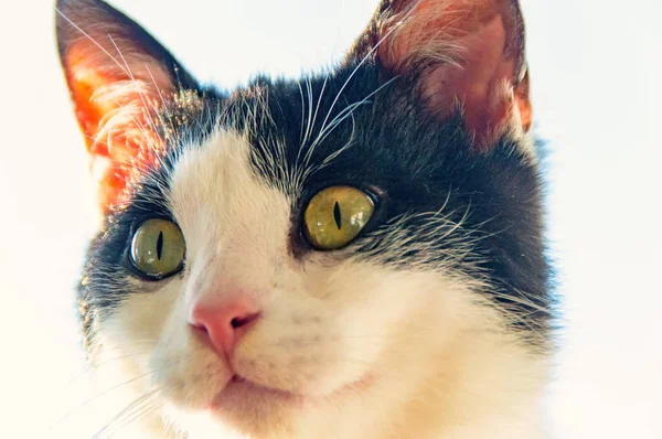 Gato Doméstico Con Ojos Verdes Perfil —  Fotos de Stock