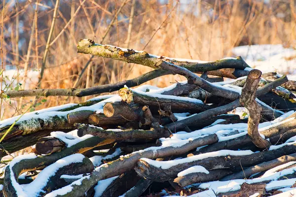 Mucchio di legno nella foresta — Foto Stock