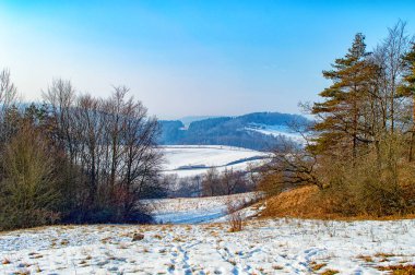 Kış orman manzarası