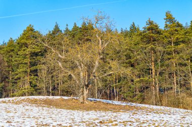 Yaprakları olmayan ağaç
