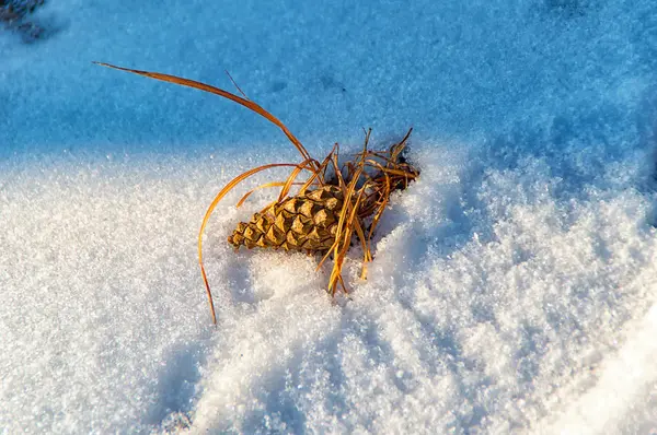 Сосновые шишки в снегу — стоковое фото