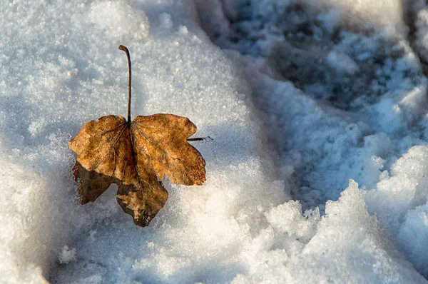 Кленовый лист в снегу — стоковое фото