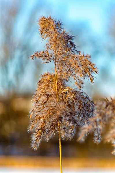 Cañas solitarias en invierno en Ilmenau Turingia Alemania — Foto de Stock