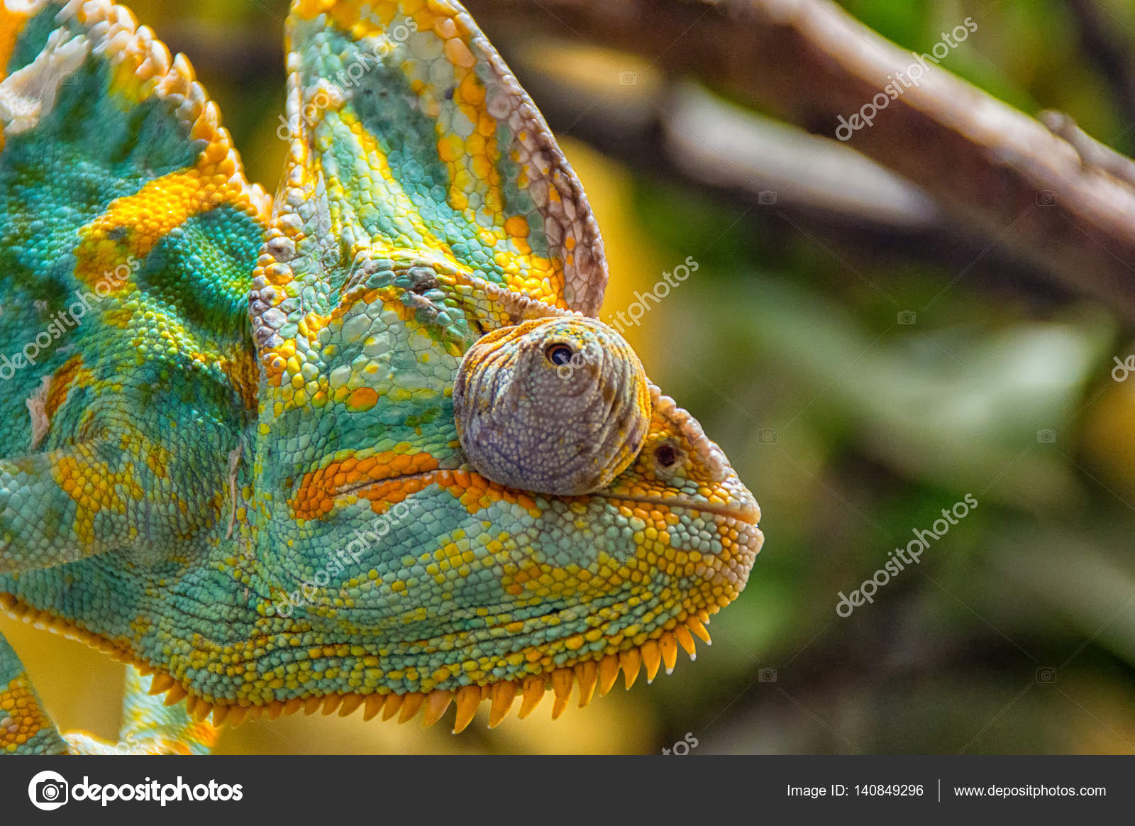 Colorful Chameleon Sitting On A Branch Stock Photo C Mnfotografie
