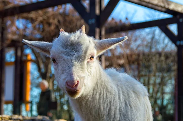 Small white goat looks right into the camera — Stock Photo, Image