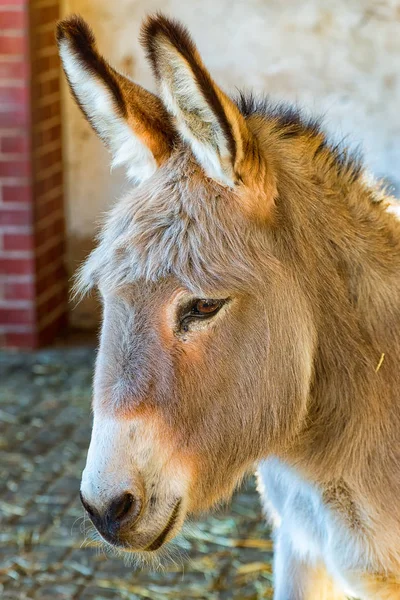 Large head of a donkey