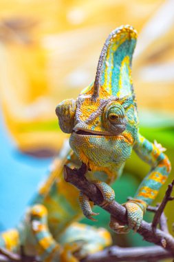 The colorful Chameleon I clipart