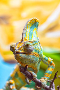 The colorful Chameleon II clipart