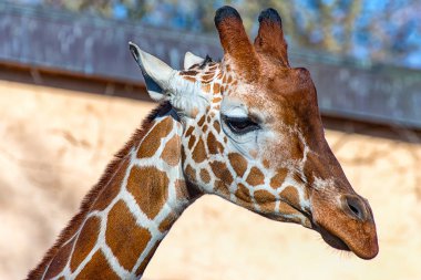 Onların bölgesini ele arıyorum zürafa