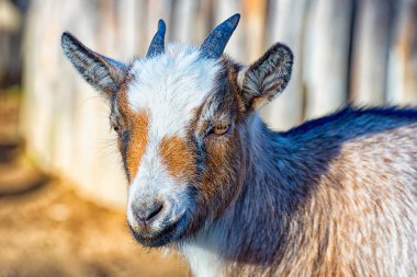 The small goat clipart