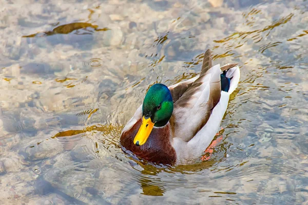 Canard mâle Drake sur la rivière — Photo