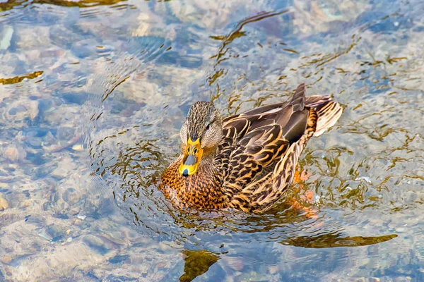 Canard femelle flottant sur la rivière — Photo