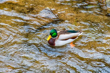 Yalnız erkek ördek Drake Nehri üzerinde