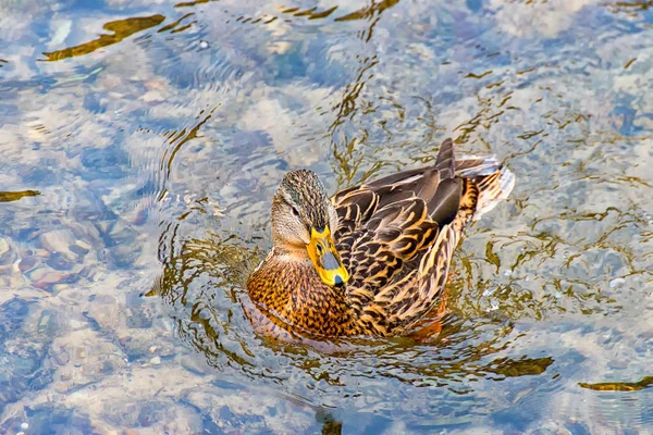 Canard femelle solitaire flottant sur la rivière — Photo