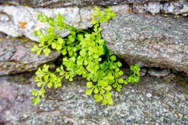 Kale duvarı yeşil bitki büyür