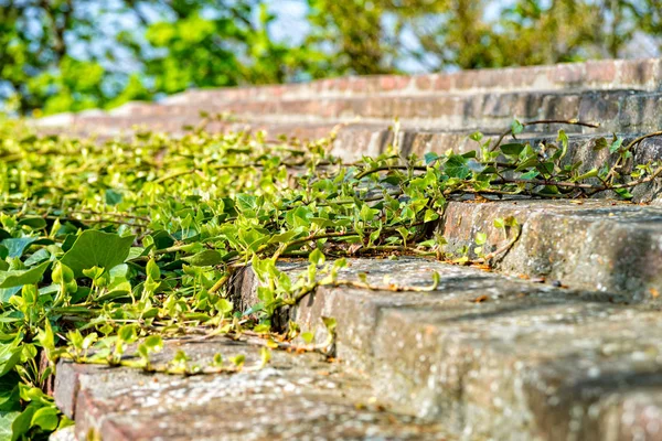 Efeu wächst an der Burgmauer — Stockfoto