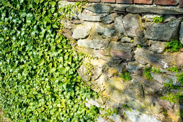 Efeu wächst an der Burgmauer — Stockfoto