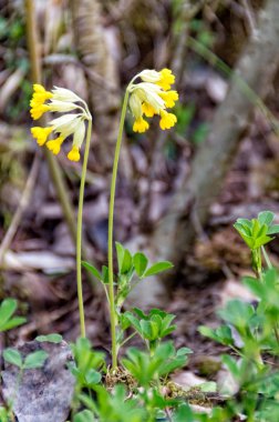 Çuha çiçeği üzerinde çayır büyür