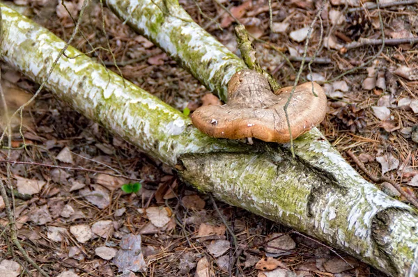Casca em um galho de árvore — Fotografia de Stock