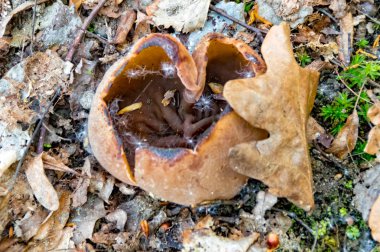 Bir ağaç dalı kabuk