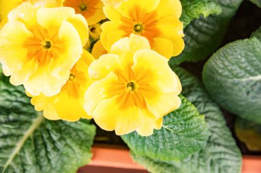 Ekici kutusunda sarı çuha çiçeği