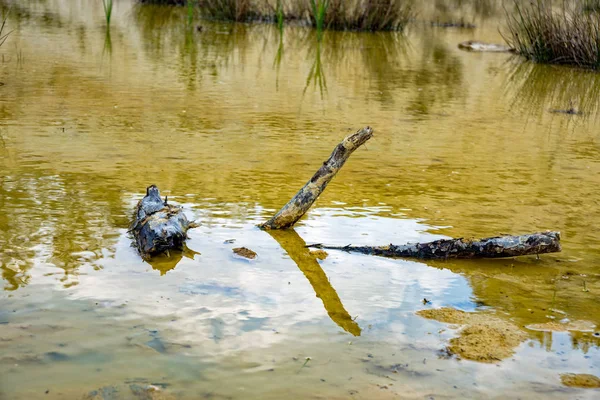 Dead branch is located in a small pond — Stock Photo, Image