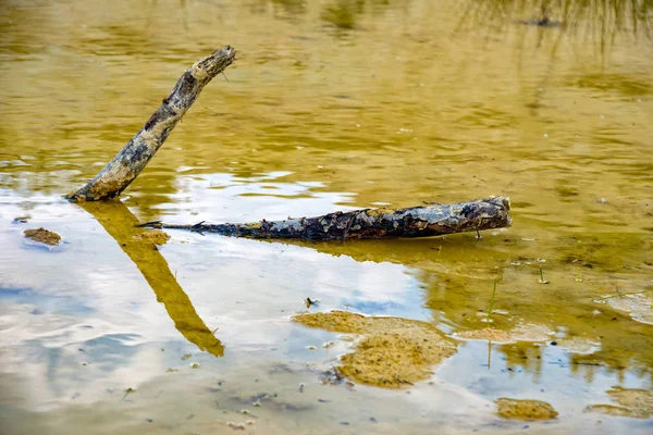 Dead branch is located in a small pond — Stock Photo, Image