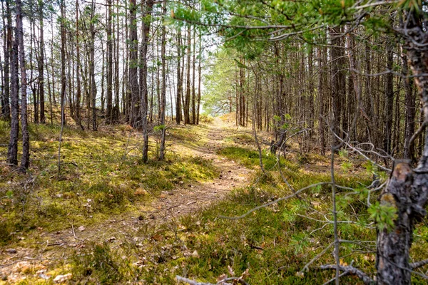 Sentier étroit à travers la forêt — Photo