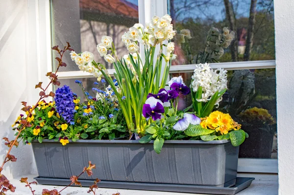 Flower box with various flowers — Stock Photo, Image