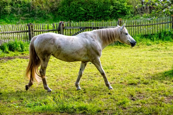 Horse stalks over the horse string