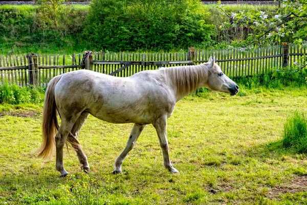 Koń łodygi nad ciąg konia — Zdjęcie stockowe