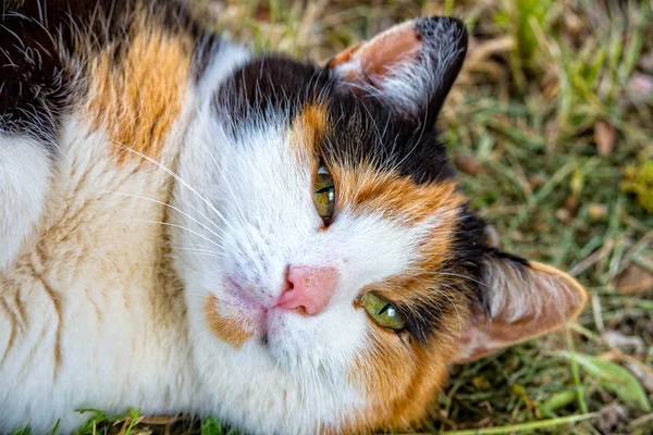 Threechromatic 猫の肖像画 — ストック写真