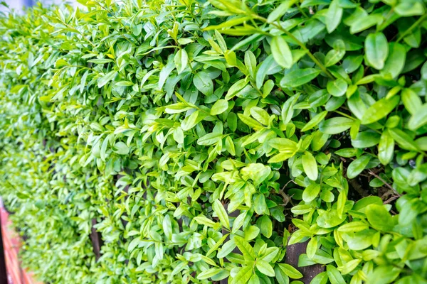 Hecke dient als Zaun — Stockfoto