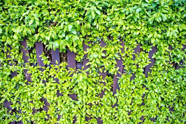 Hecke dient als Zaun — Stockfoto