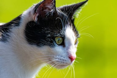 Balkonda oturan ve çevresindeki gözlenen kedi