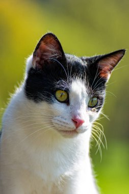 Balkonda oturan ve çevresindeki gözlenen kedi