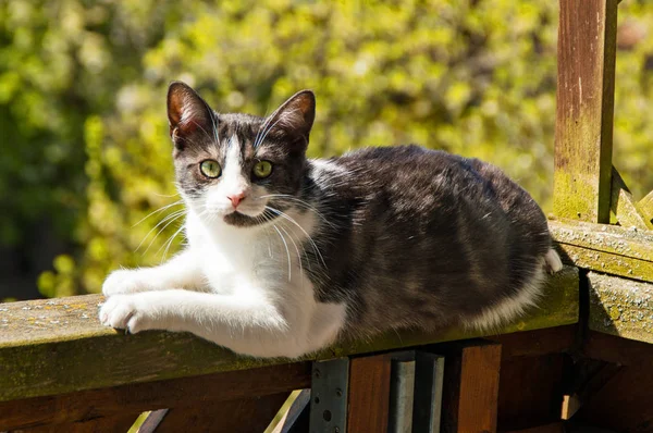 バルコニーで日向ぼっこの猫 — ストック写真