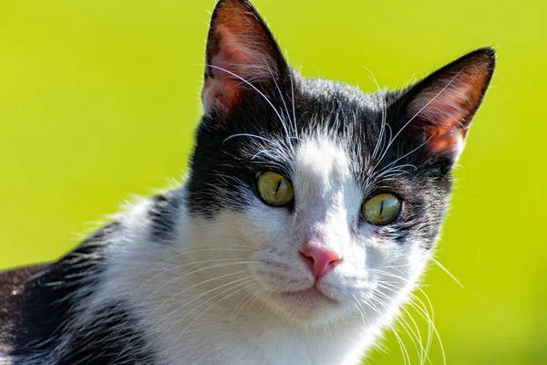 Cat sitting on the balcony and observed his surroundings — Stock Photo, Image