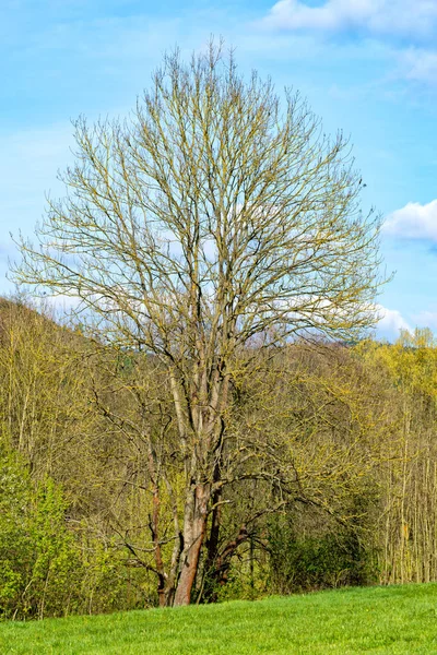 Één boom groeien op het gazon — Stockfoto