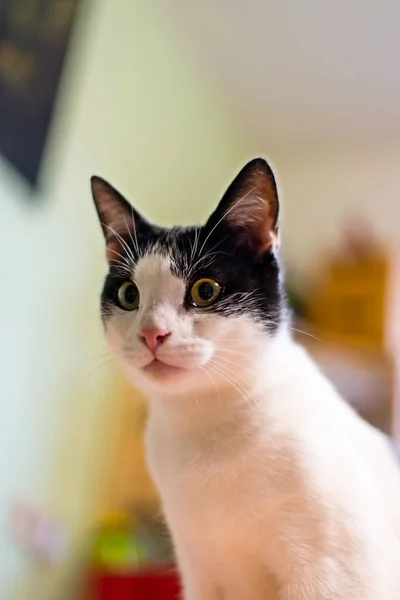 Negro y blanco casa gato fijo un punto —  Fotos de Stock