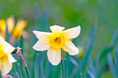 Nergis ile beyaz sarı çiçek