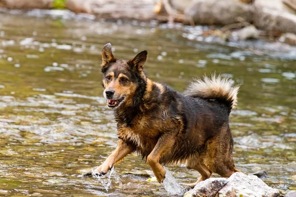 Terrier cão de raça mista jogando na água — Fotografia de Stock