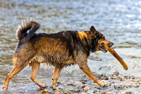 Suda oynayan korkunç karışık doğurmak köpek — Stok fotoğraf