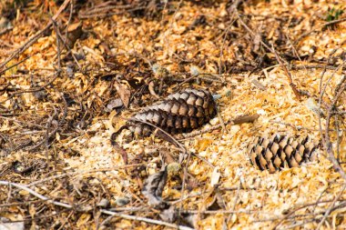 Çam kozalakları ormanda yere testere talaşı ile kaplı