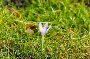 Çiğdem çayır Thüringen'üzerinde