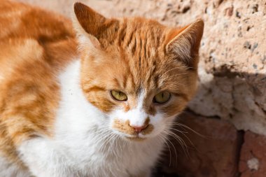 Sarı kürklü kedi