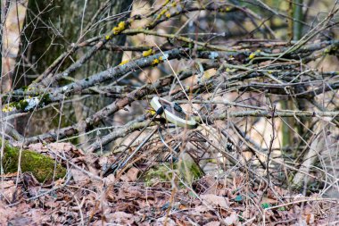 Ormanın içinde çöp