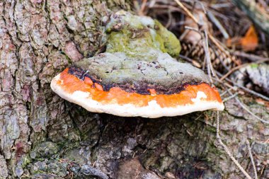 bir ağaç üzerinde mantar