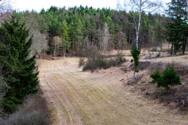 Ormandaki sürülmüş alan